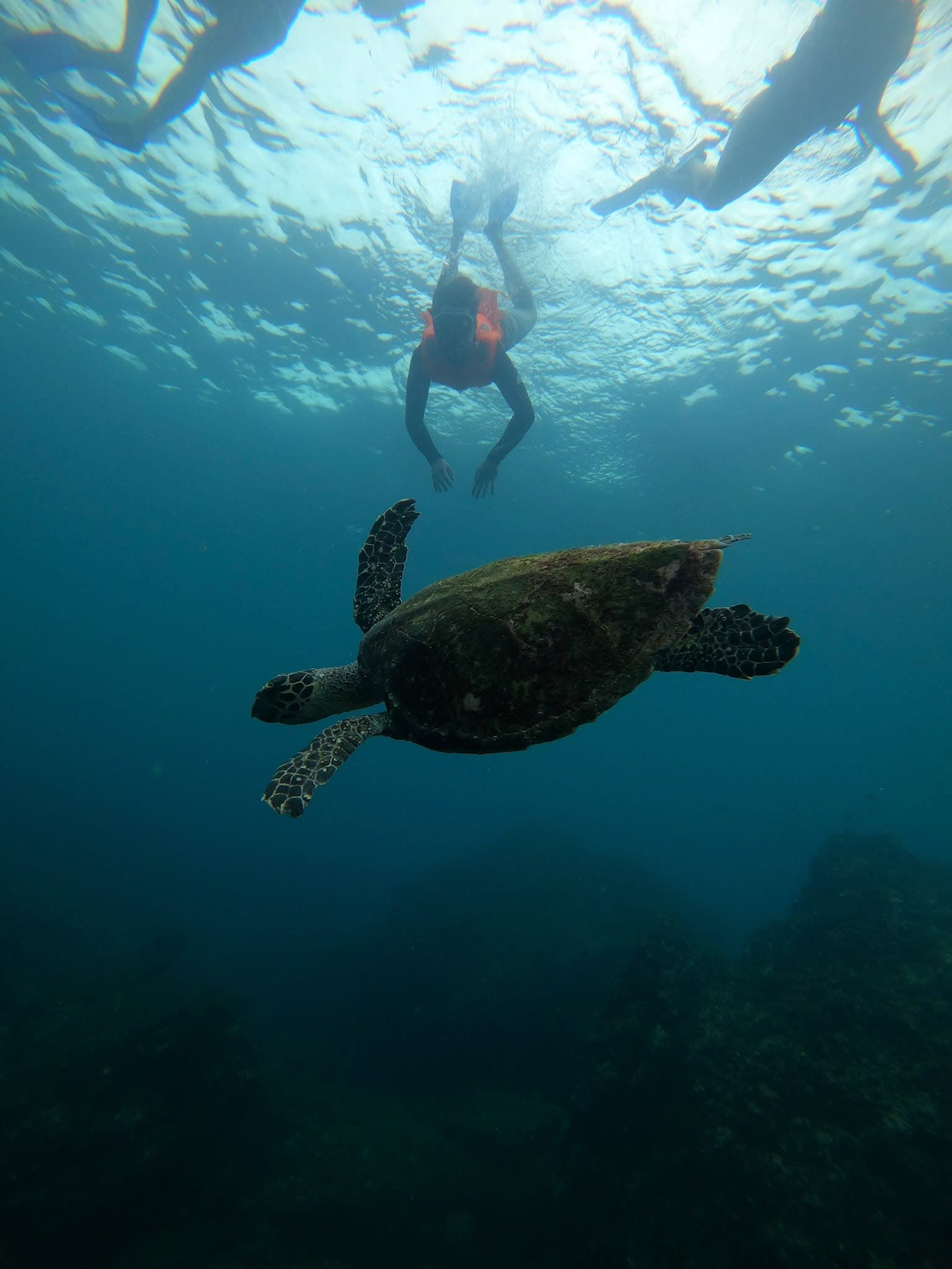 Guía de snorkeling / Buceo